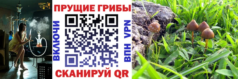 нарко площадка официальный сайт  Избербаш  Галлюциногенные грибы GOLDEN TEACHER 